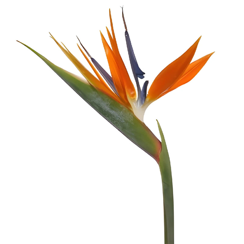 Birds of Paradise Tropical Flowers one stem