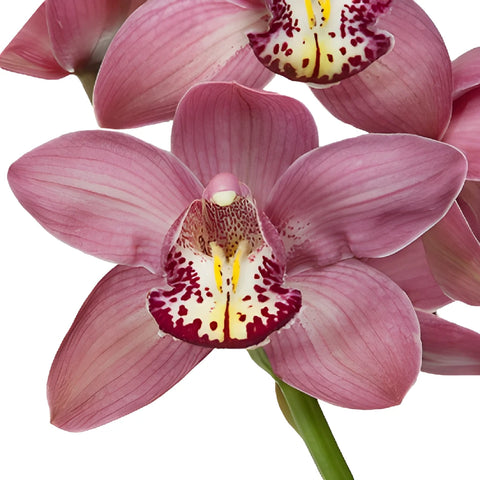 Pink Burgundy Lip Cymbidium Orchids