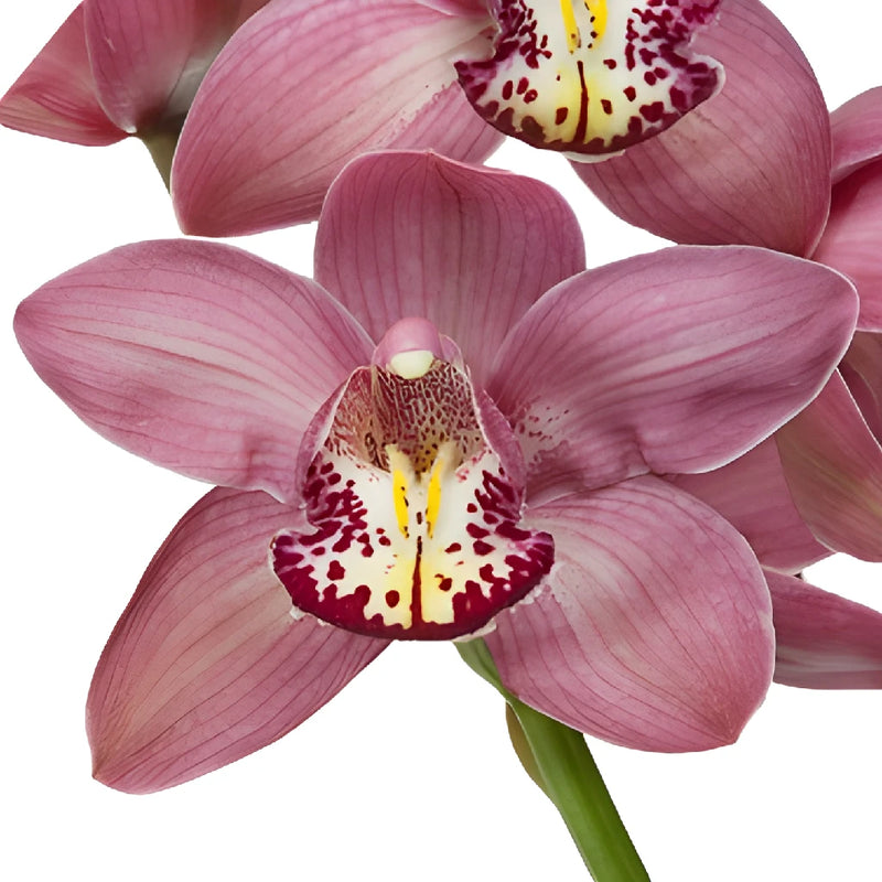 Pink Burgundy Lip Cymbidium Orchids