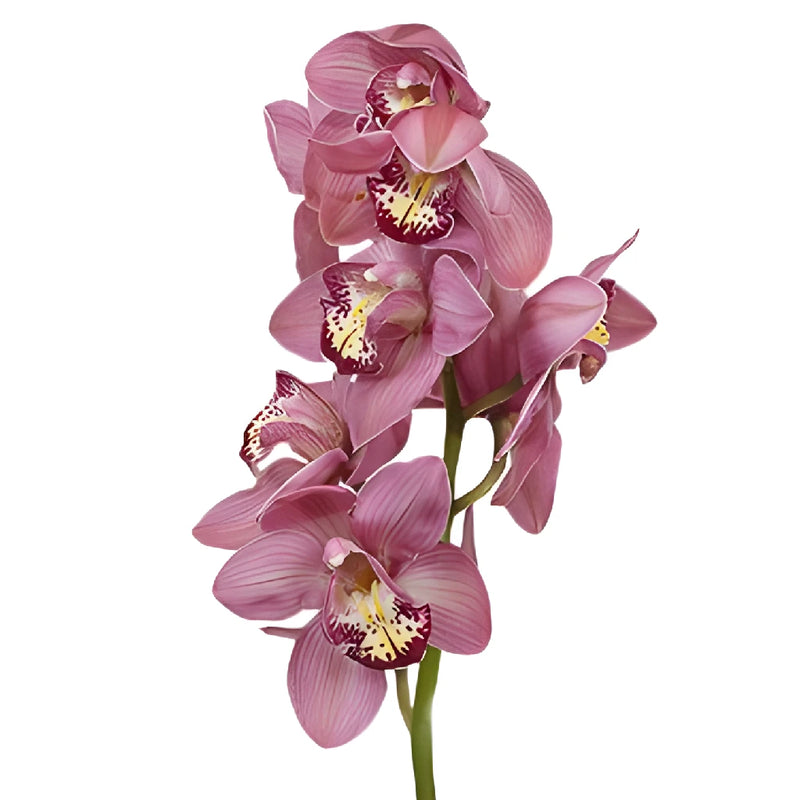 Pink Burgundy Lip Cymbidium Orchids