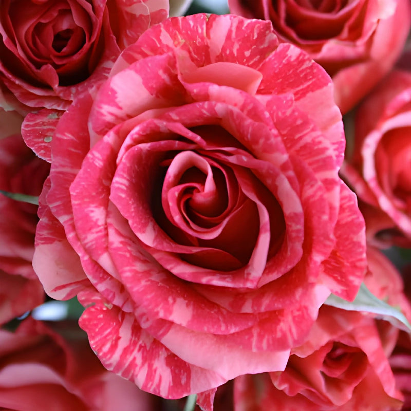 Pink Candy Striped Petite Spray Roses