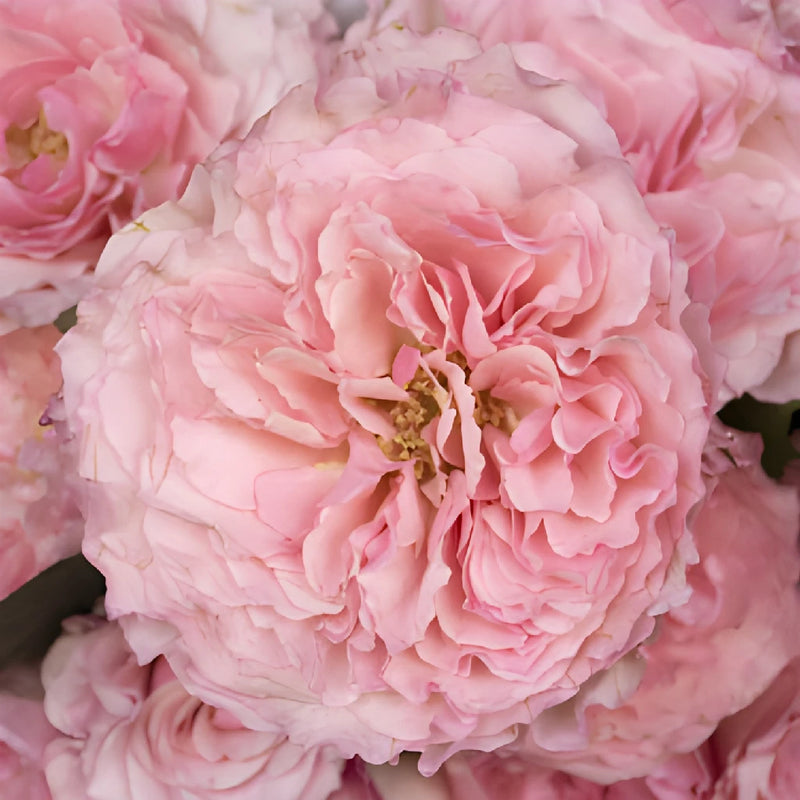 Pink Champagne Mayra Rose Bouquet