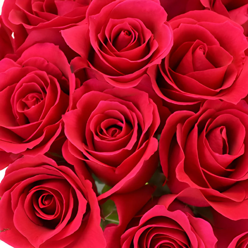 Pink Cherry Sweetheart Roses