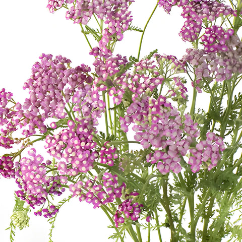 Pink Cottage Yarrow Flowers