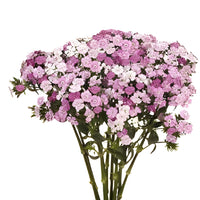 Pink Dianthus Flowers