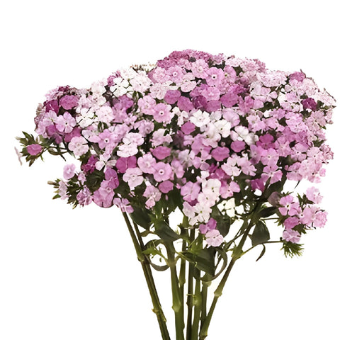 Pink Dianthus Flowers