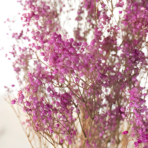 Pink Dried Baby's Breath Flower