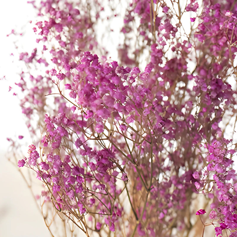 Pink Dried Baby's Breath Flower