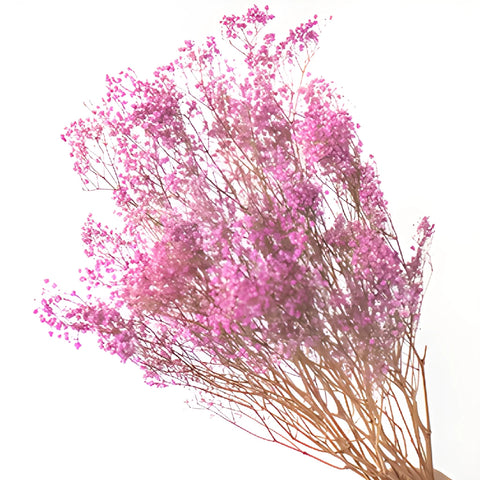 Pink Dried Baby's Breath Flower