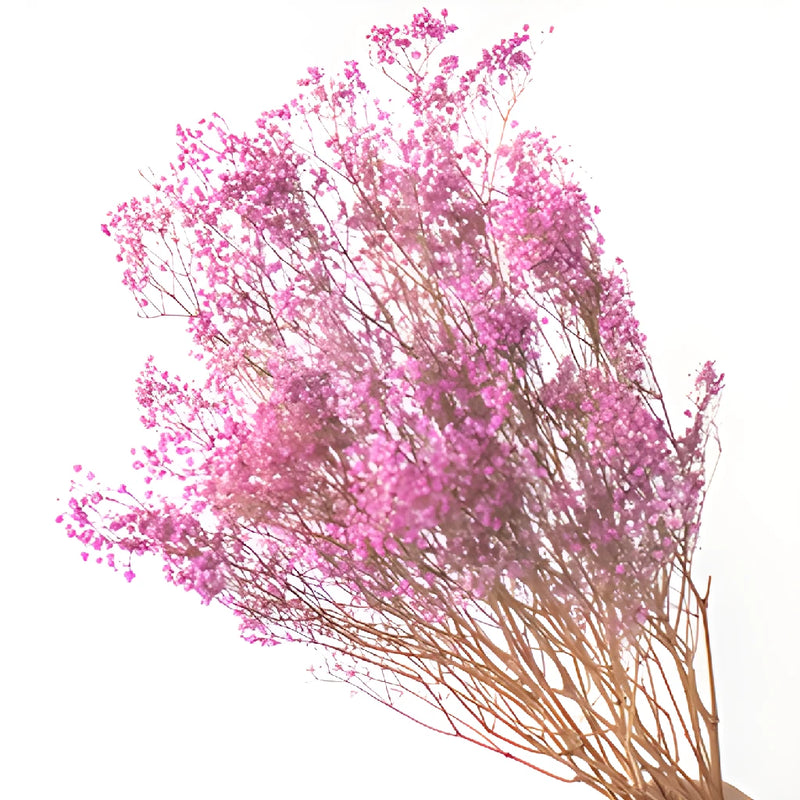 Pink Dried Baby's Breath Flower