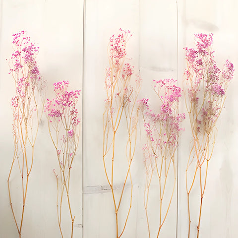 Pink Dried Baby's Breath Flower