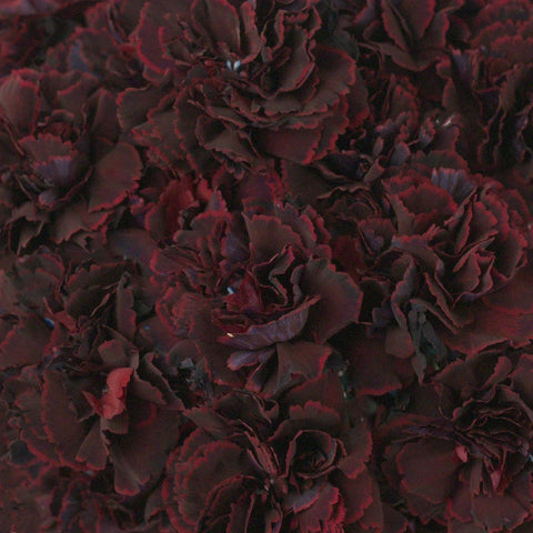 Black Cherry Carnation Flower Close Up - Image