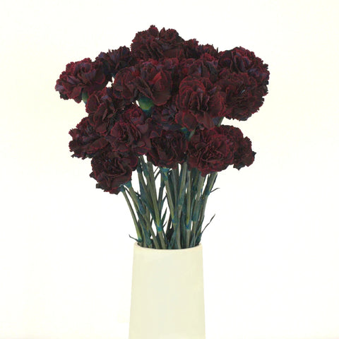 Black Cherry Carnation Flower Vase - Image