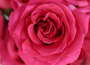 Pink Floyd Rockstar Rose Close Up - Image