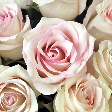 Pink Flush Rose