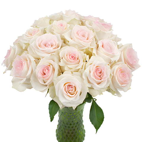 Pink Flush Rose