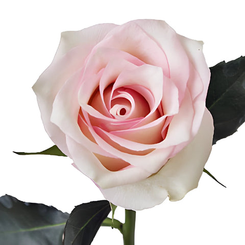 Pink Flush Rose