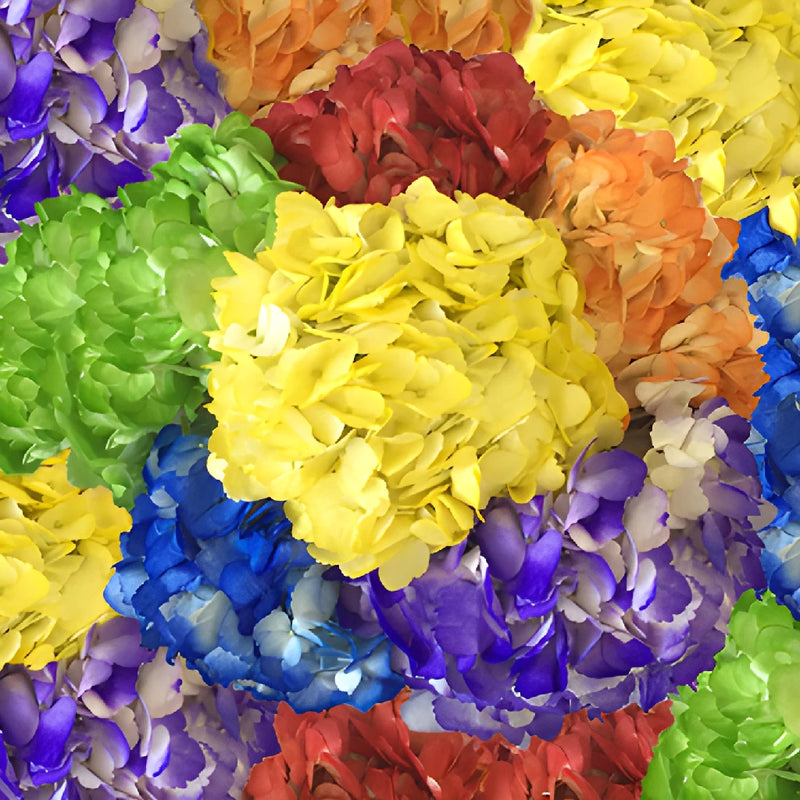 Airbrushed Rainbow Assorted Hydrangeas Up Close