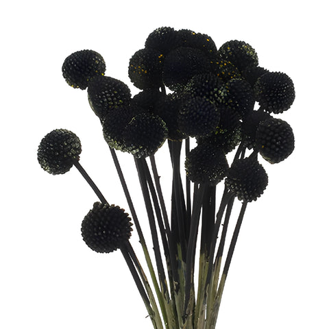 Black Tinted Craspedia Billy Balls