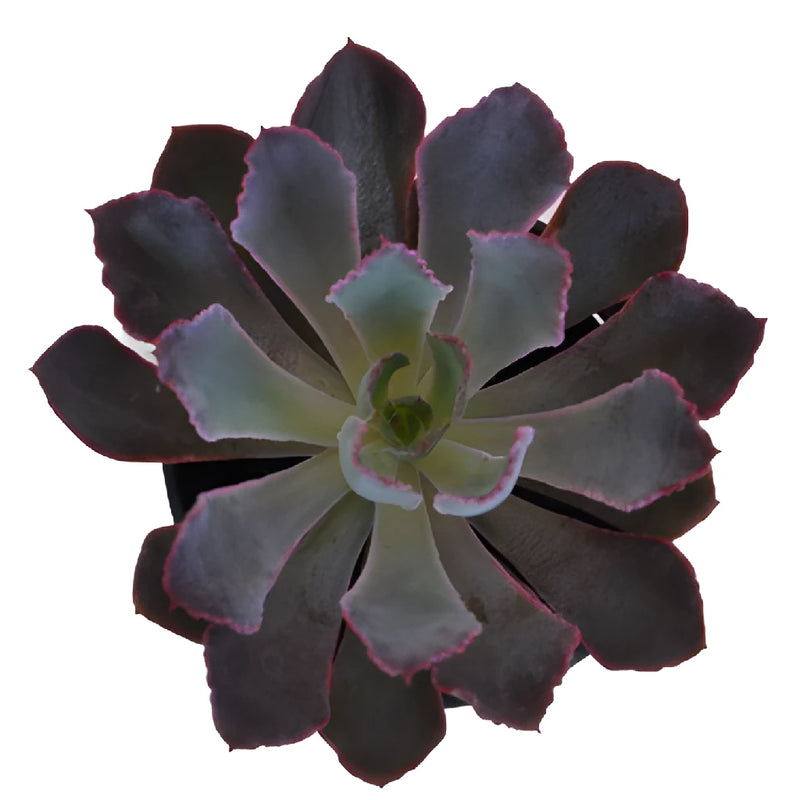 Pink Frills Succulents