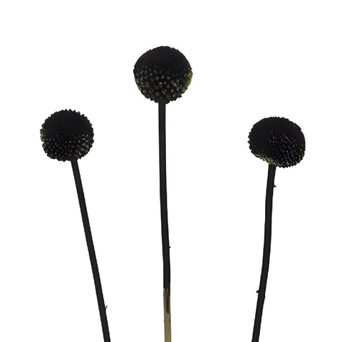 Black Tinted Craspedia Billy Balls