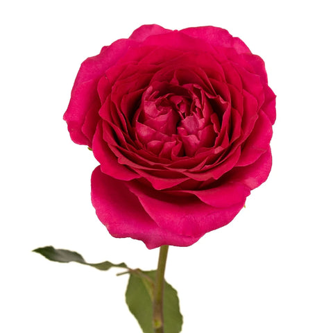 Hettie Stem - Image