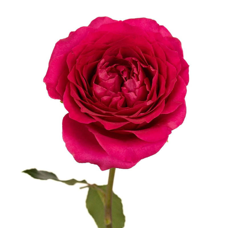 Hettie Stem - Image