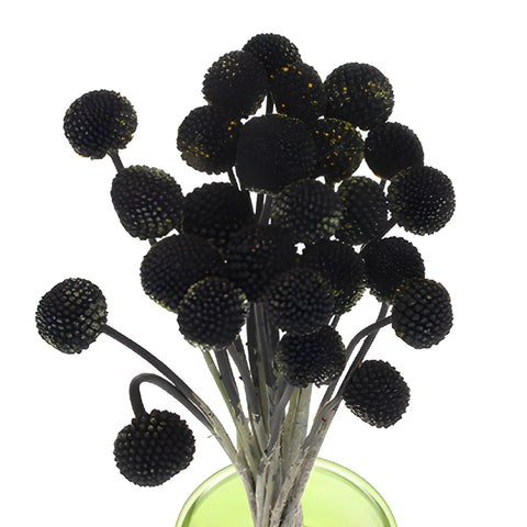 Black Tinted Craspedia Billy Balls