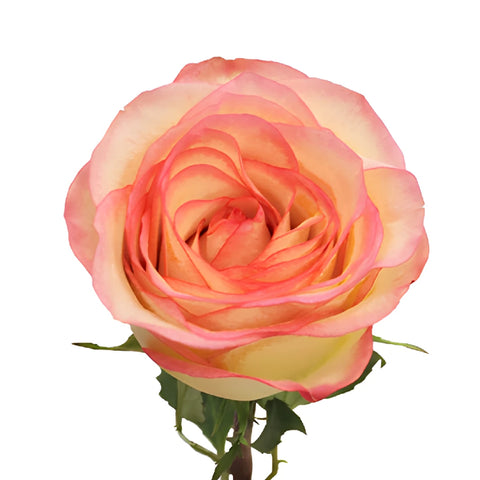 Pink Ice Malu Rose