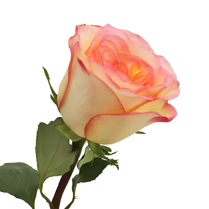 Pink Ice Malu Rose