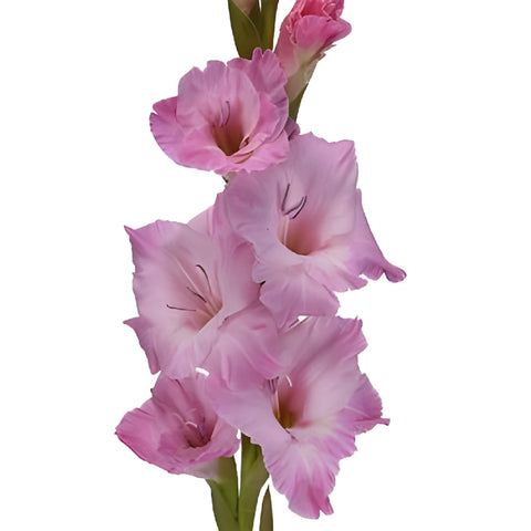 Pink Lavender Gladiolus Flowers