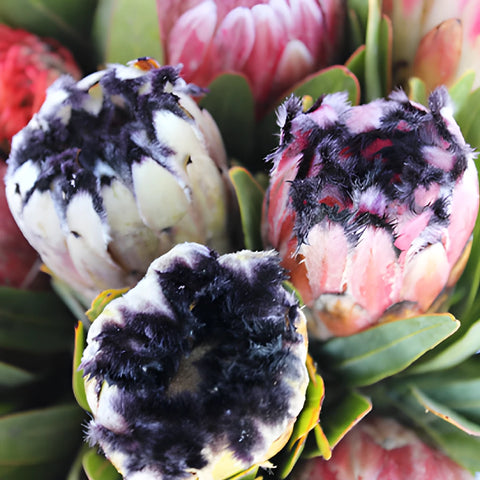 Farm Assorted Protea Variety Pack