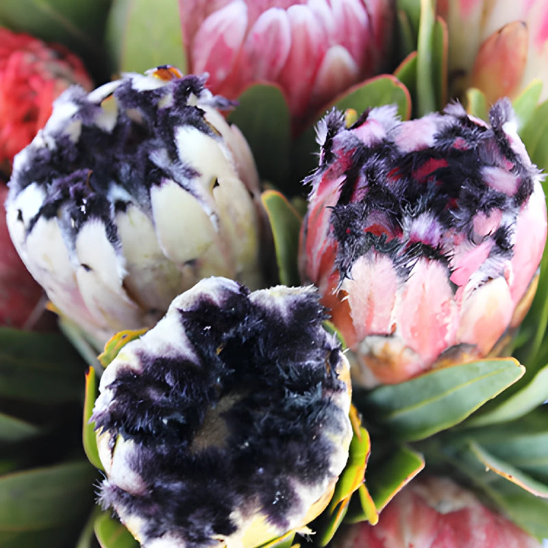 Farm Assorted Protea Variety Pack