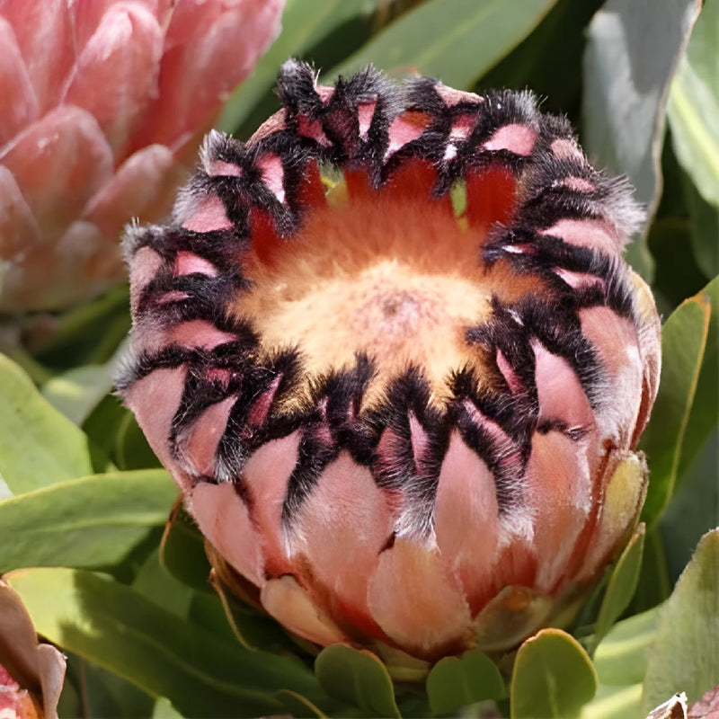 Pink Mink Queen Protea Up close