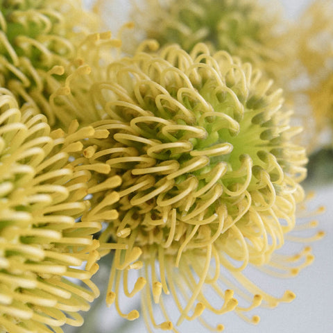 Protea Yellow Pin Cushion Flower Stem - Image