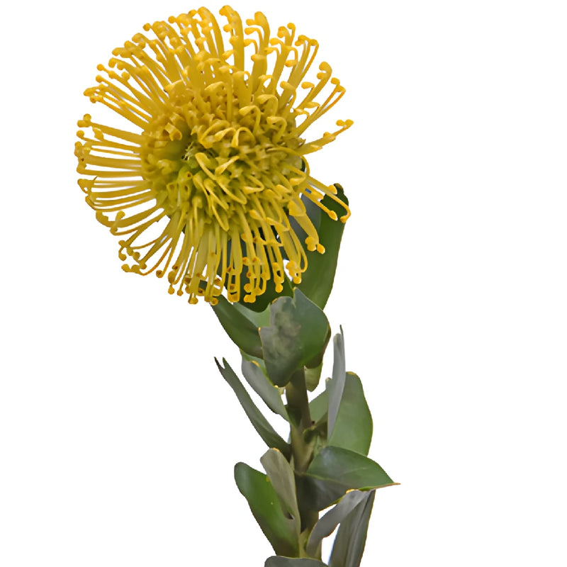 Yellow Pin Cushion Protea Flower