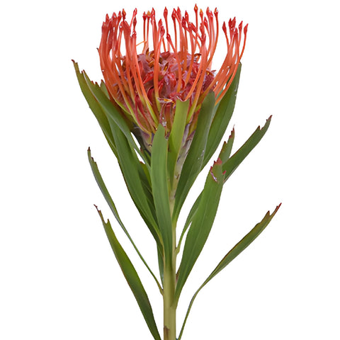 Red Pin Cushion Protea Flower