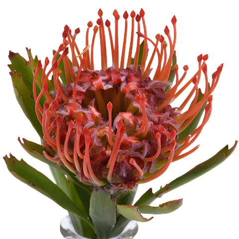 Red Pin Cushion Protea Flower