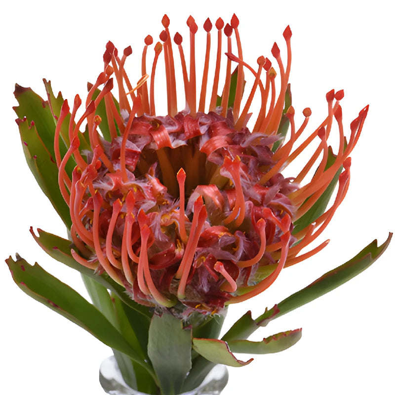 Red Pin Cushion Protea Flower