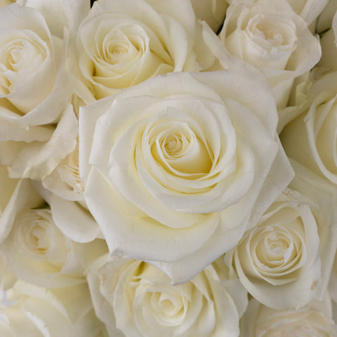 Proud White Rose Close Up - Image
