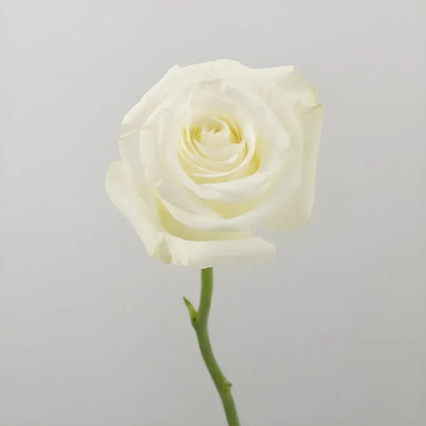 Proud White Rose Stem - Image