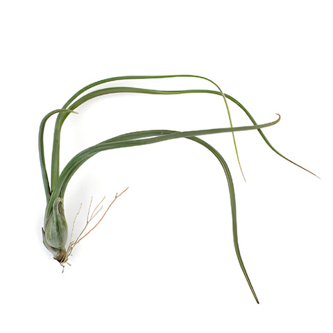 Green Psuedobaileyi Air Plants