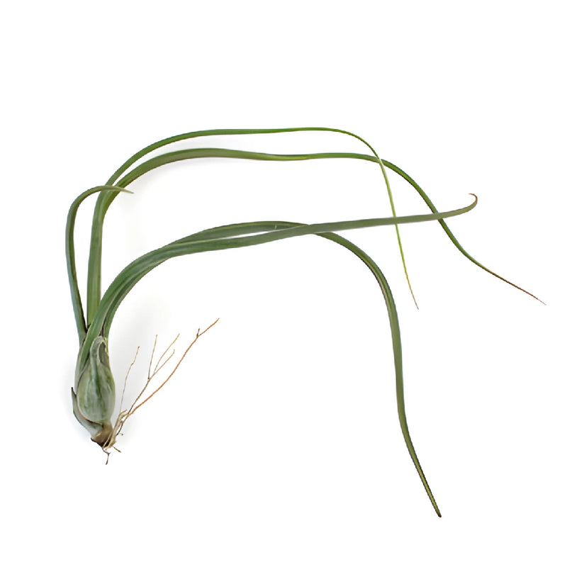 Green Psuedobaileyi Air Plants