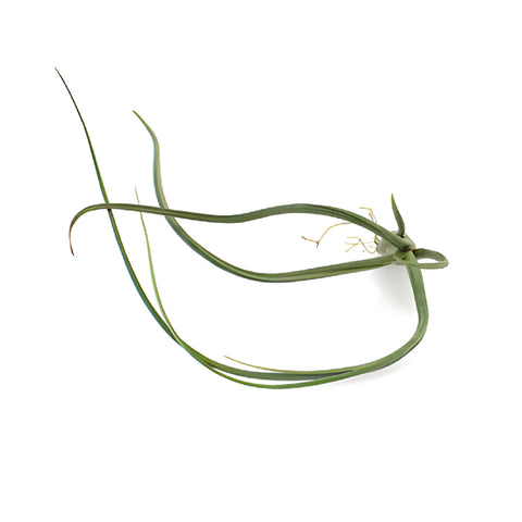 Green Psuedobaileyi Air Plants
