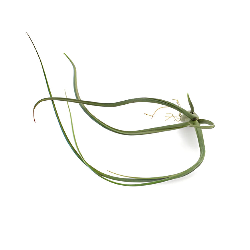 Green Psuedobaileyi Air Plants