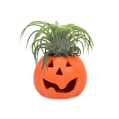 Halloween Air Plant Decorations