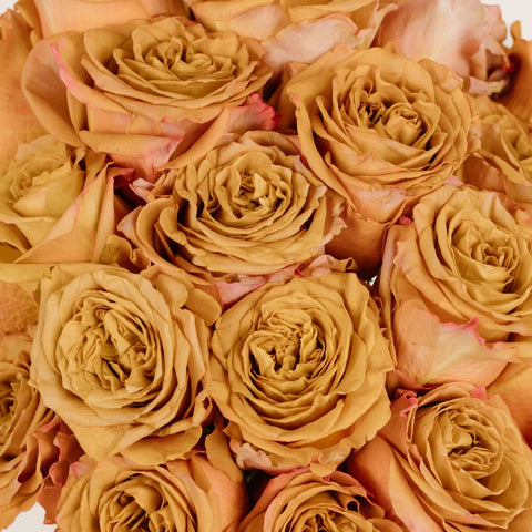 Pumpkin Spice Garden Rose Close Up - Image