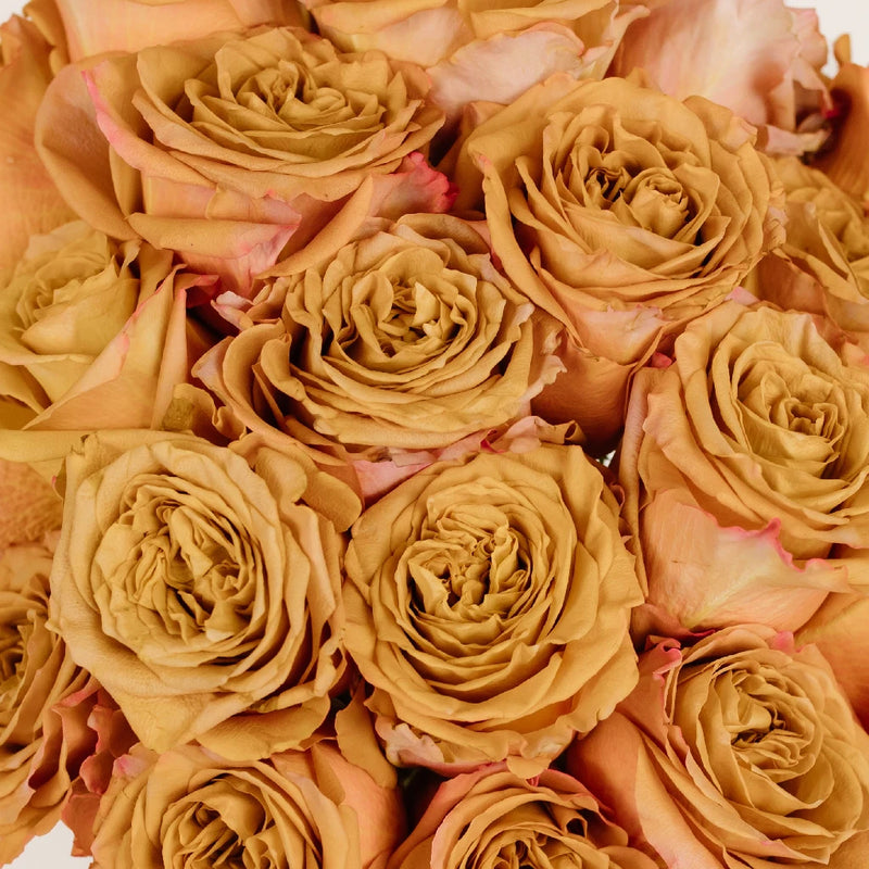 Pumpkin Spice Garden Rose Close Up - Image