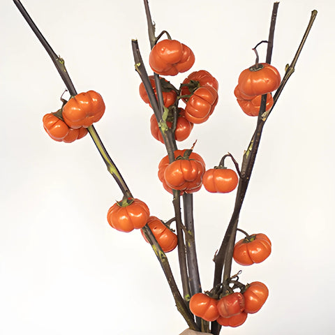 Pumpkin Tree Branches