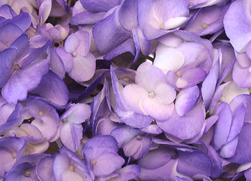 Purple Airbrushed Hydrangea Wholesale Flower Up close